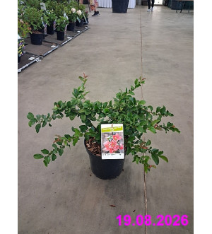 Chaenomeles sup. 'Pink Trail' C 2,5 L